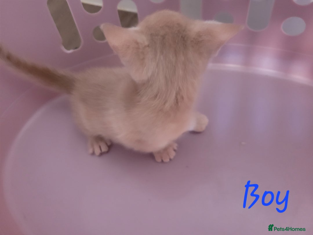 Mixed Breed cats for sale: Stunning kittens - Image 4