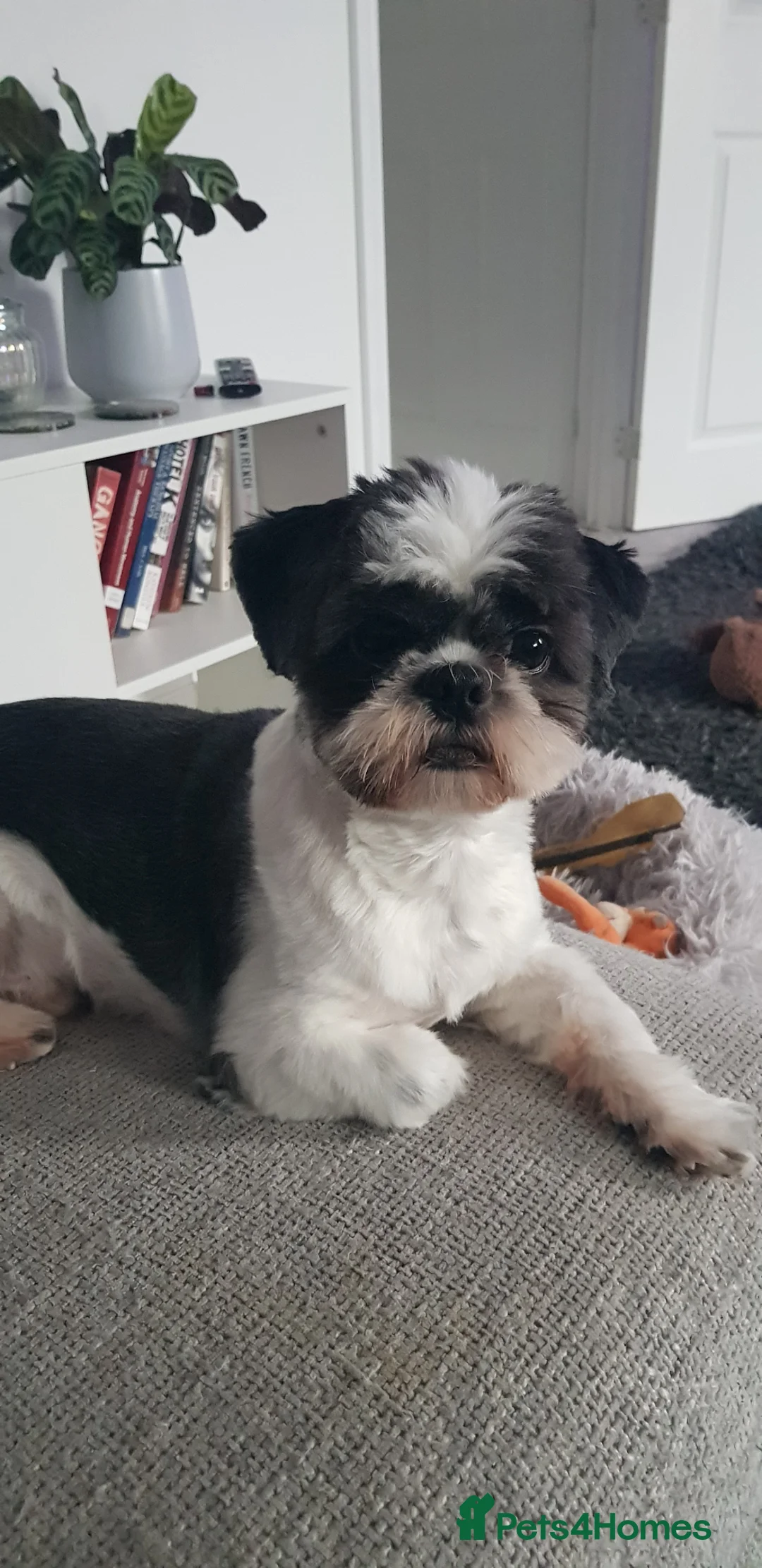 Shih Tzu dogs for stud: Boy for stud  - Advert 7