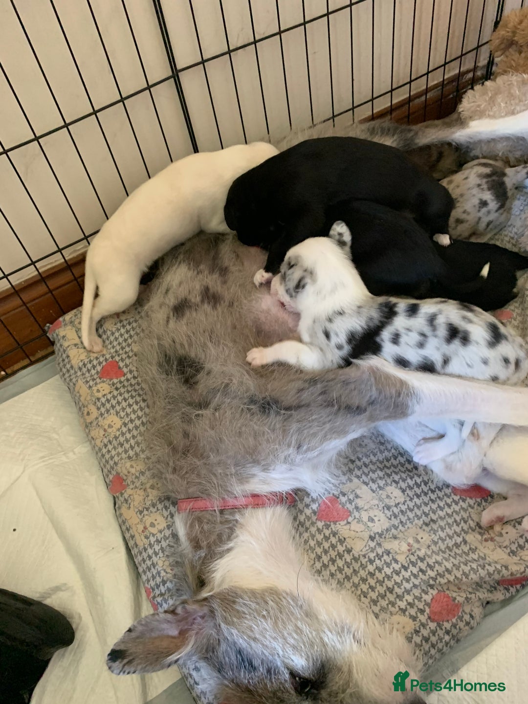 Lurcher dogs for sale: White Lurchers  - Image 12