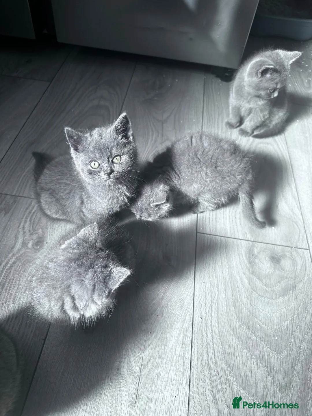 British Shorthair cats for sale: 🐾 5 Beautiful Male Kittens in Sheffield - Advert 2