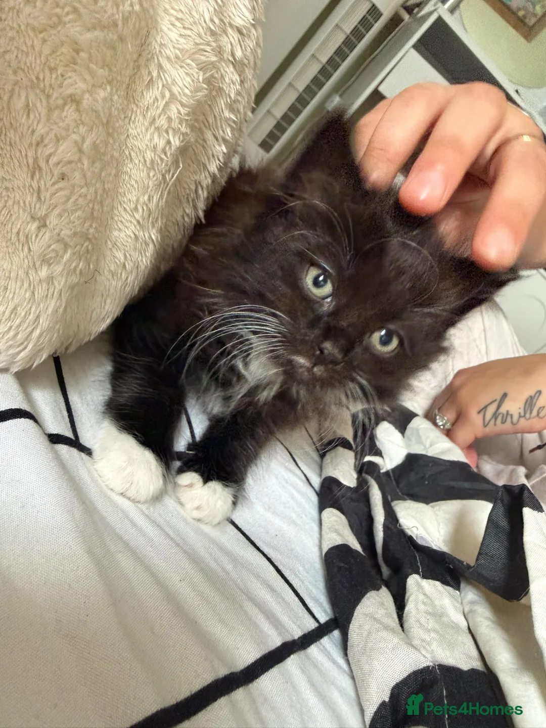 Mixed Breed cats for sale: Kittens for sale  - Advert 2