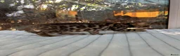 Bengal cats for sale: 💕 GORGEOUS PURE BENGAL KITTENS READY FOR HOMES!  - Advert 2