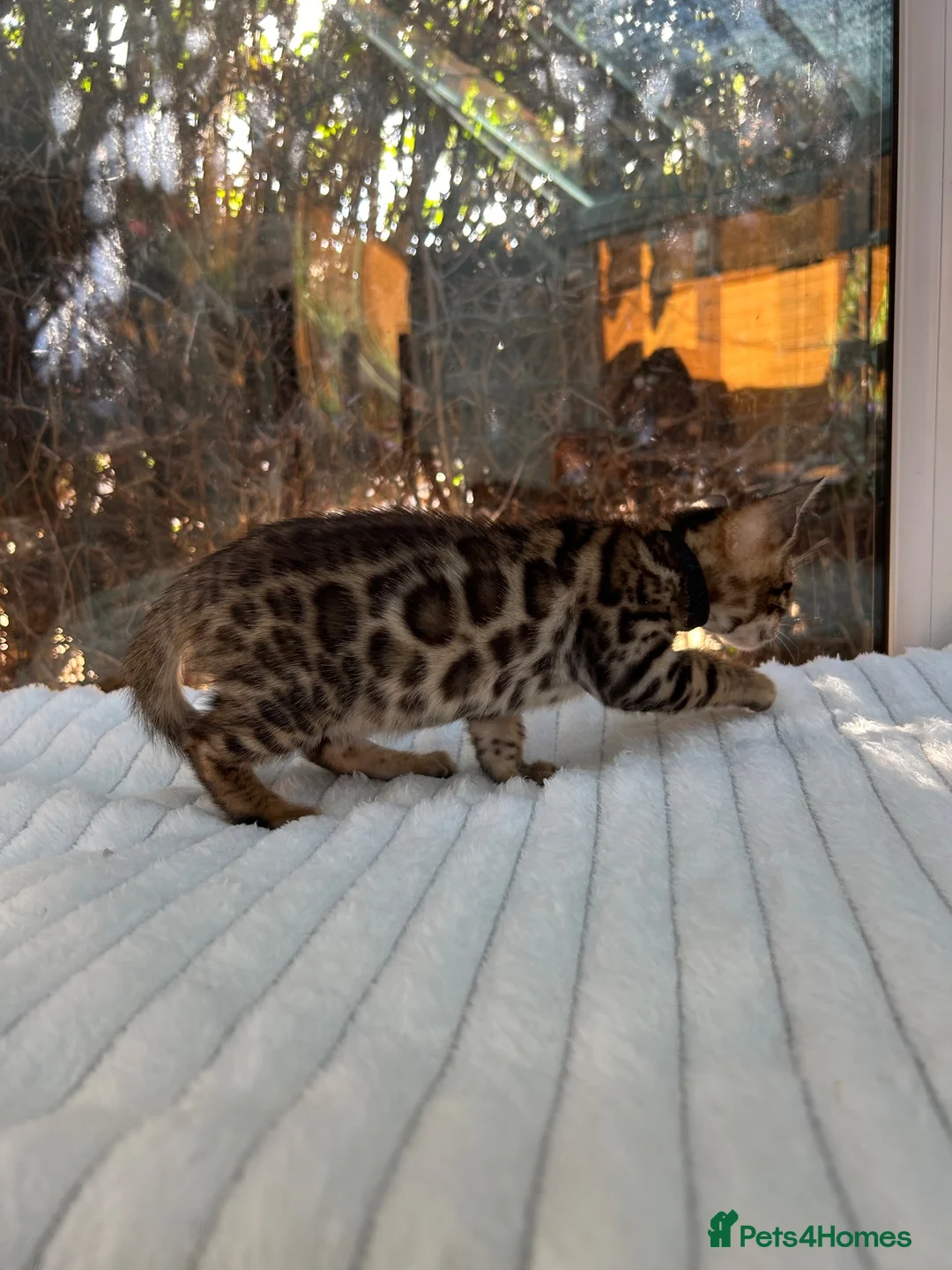 Bengal cats for sale: 💕 GORGEOUS PURE BENGAL KITTENS READY FOR HOMES!  - Advert 2