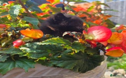 British Shorthair cats for sale: NICE BLACK KITTENS LOOKING FOR NEW HOME  - Image 10