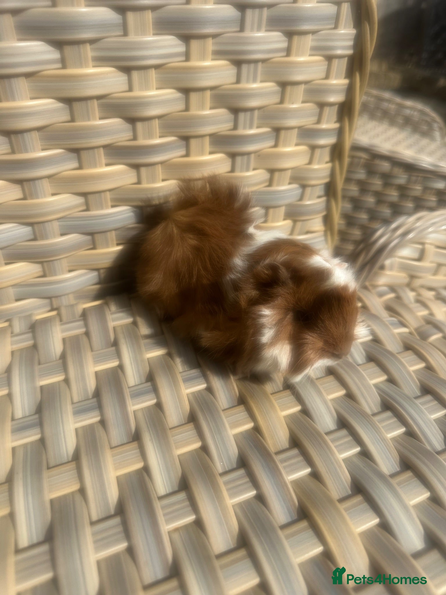 Guinea Pig rodents Very handsome baby long haired guinea pigs. - Advert 1
