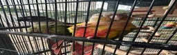 Conures birds for sale: Bonded pair of conures in Woodbridge - Advert 5