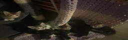 Mixed Breed cats for sale: 8 Beautiful Kittens for sale  - Advert 13