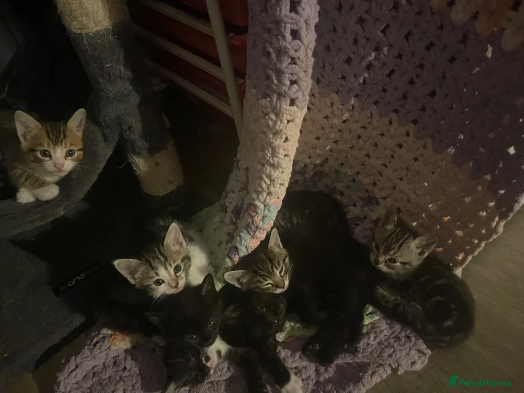Mixed Breed cats for sale: 8 Beautiful Kittens for sale  - Advert 13