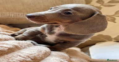 Dachshund dogs - Advert 2