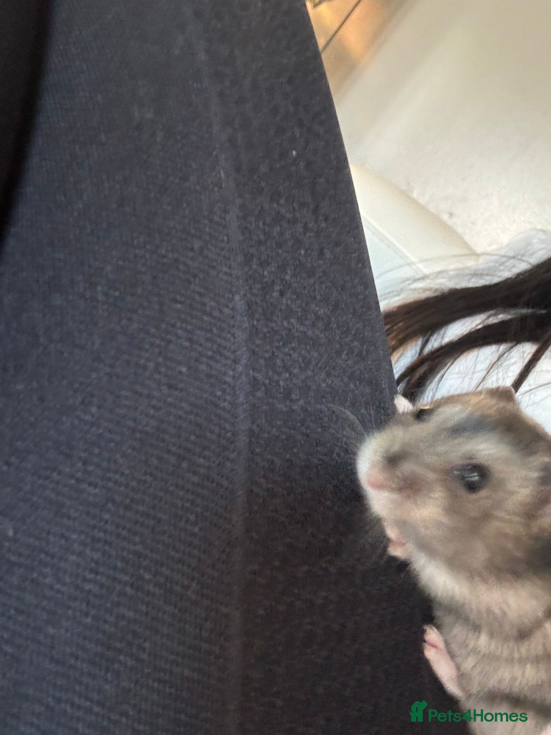 Hamster rodents for sale: 6 month old dwarf hamster for sale  - Image 4