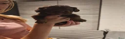 Cocker Spaniel dogs for sale: Chocolate Cocker spaniel pups in Castleford - Advert 2