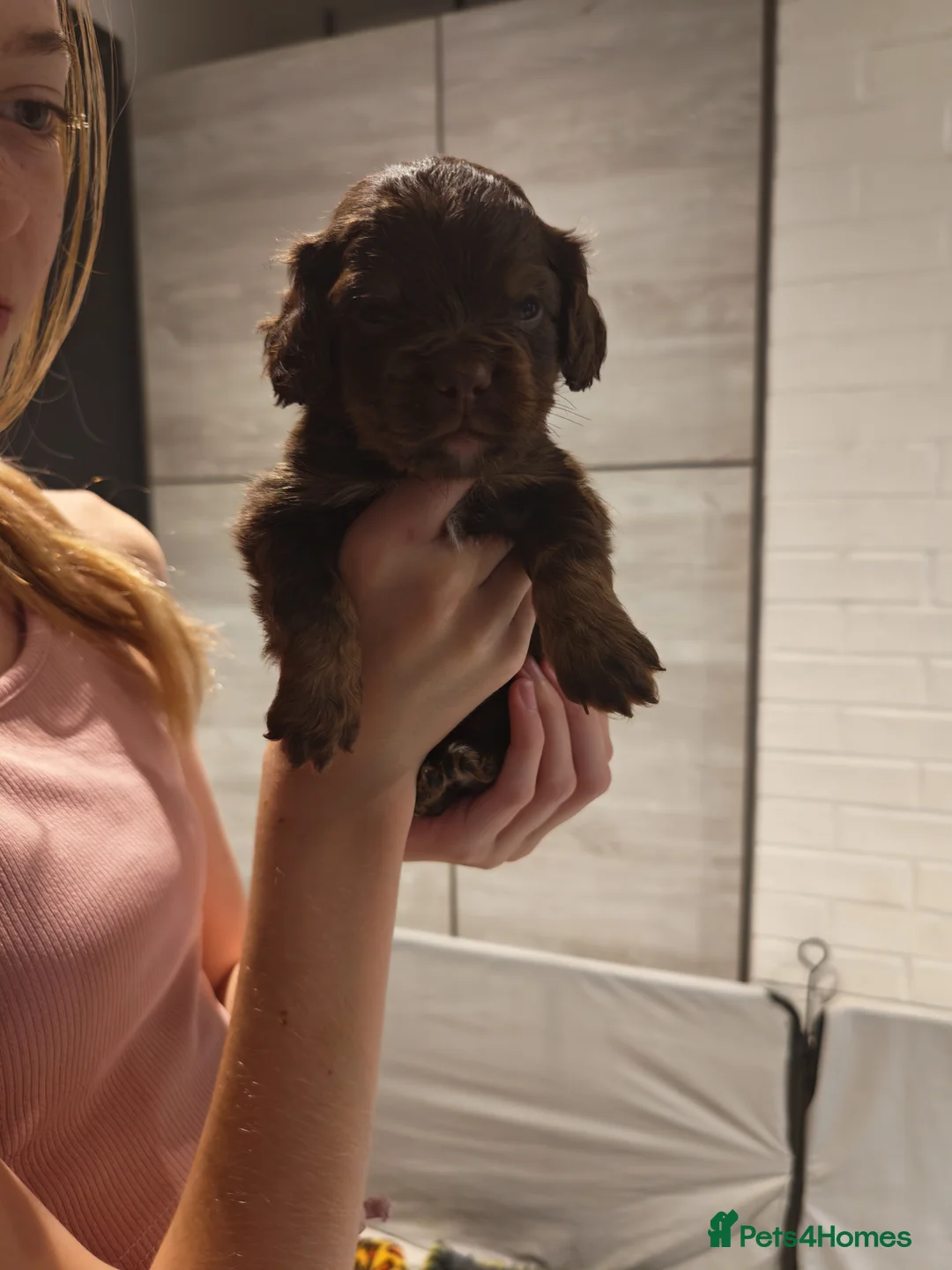 Cocker Spaniel dogs for sale: Chocolate Cocker spaniel pups in Castleford - Advert 2