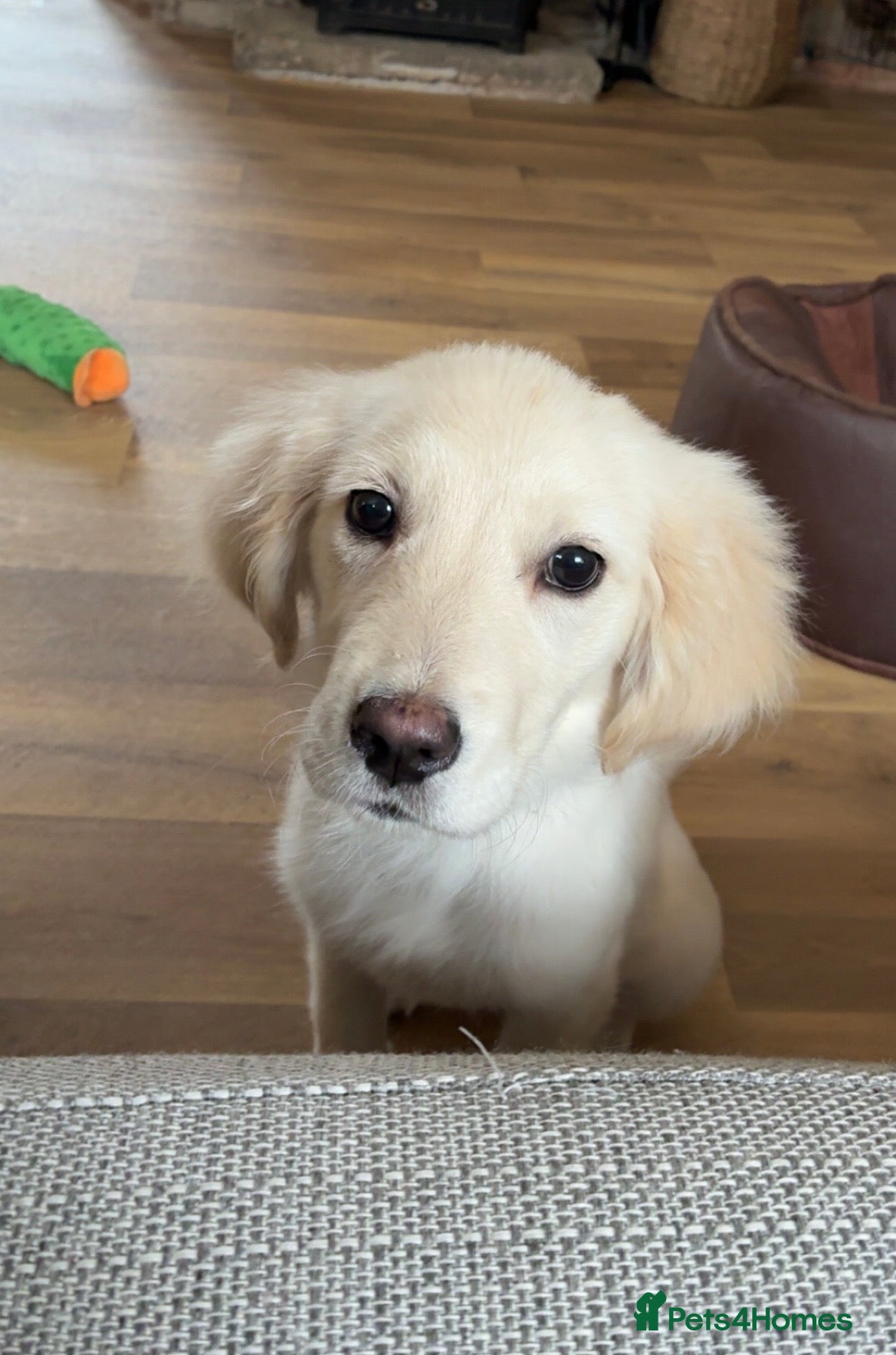 Golden Retriever dogs Golden Retriever Puppy - Advert 1