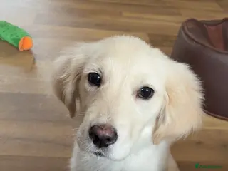 Golden Retriever dogs Golden Retriever Puppy - Advert 1