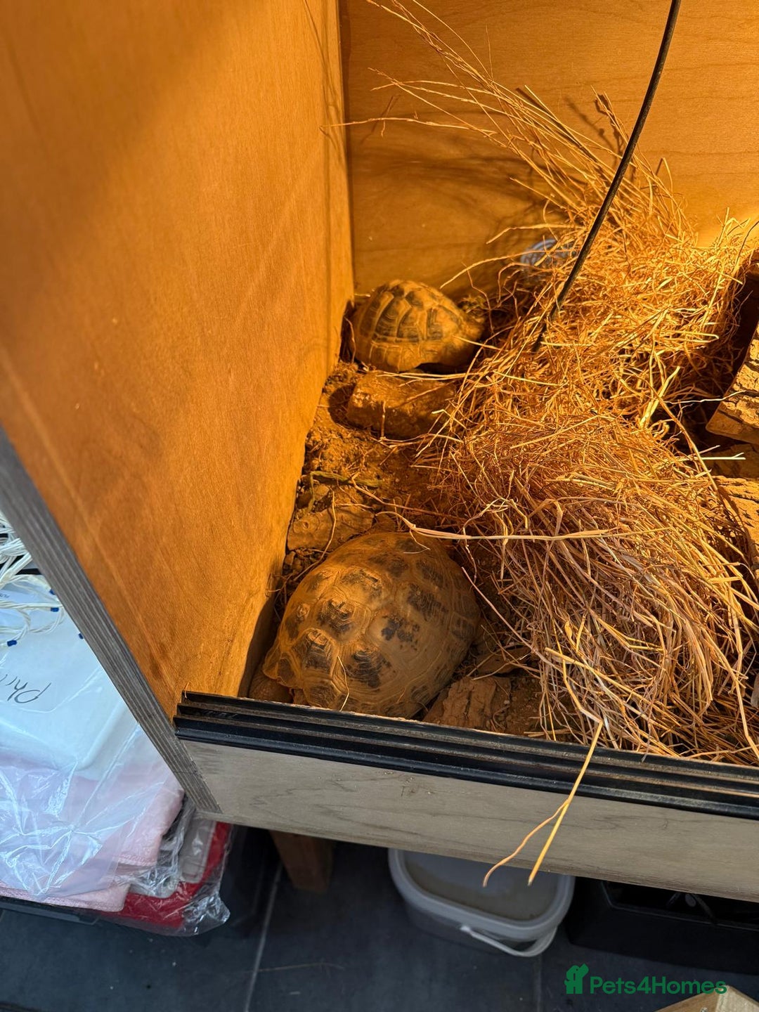 Tortoise reptiles for sale: Female and male Herman's tortoises with enclosure. - Advert 1