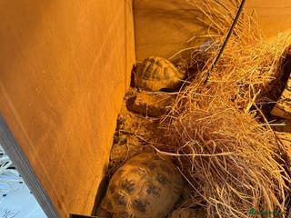 Tortoise reptiles Female and male Herman's tortoises with enclosure. - Advert 1