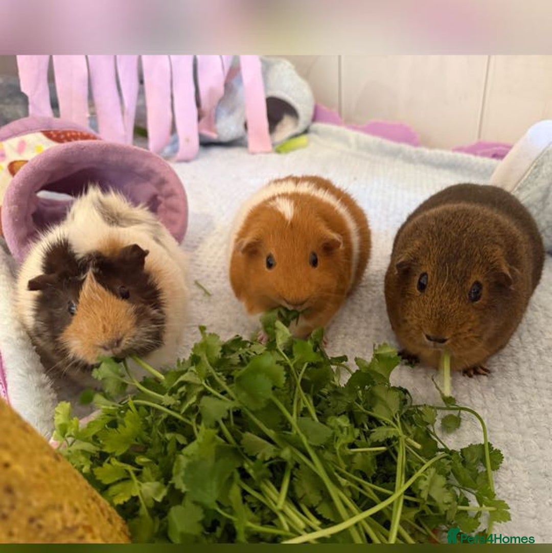 Guinea Pig rodents for sale: 3 female Guinea pigs for sale  - Advert 5