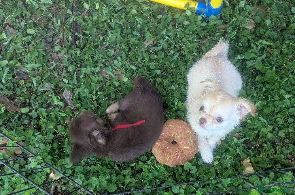 Chihuahua dogs Five Tiny Chihuahuas, One Very Special Beginning❤️ - Advert 2