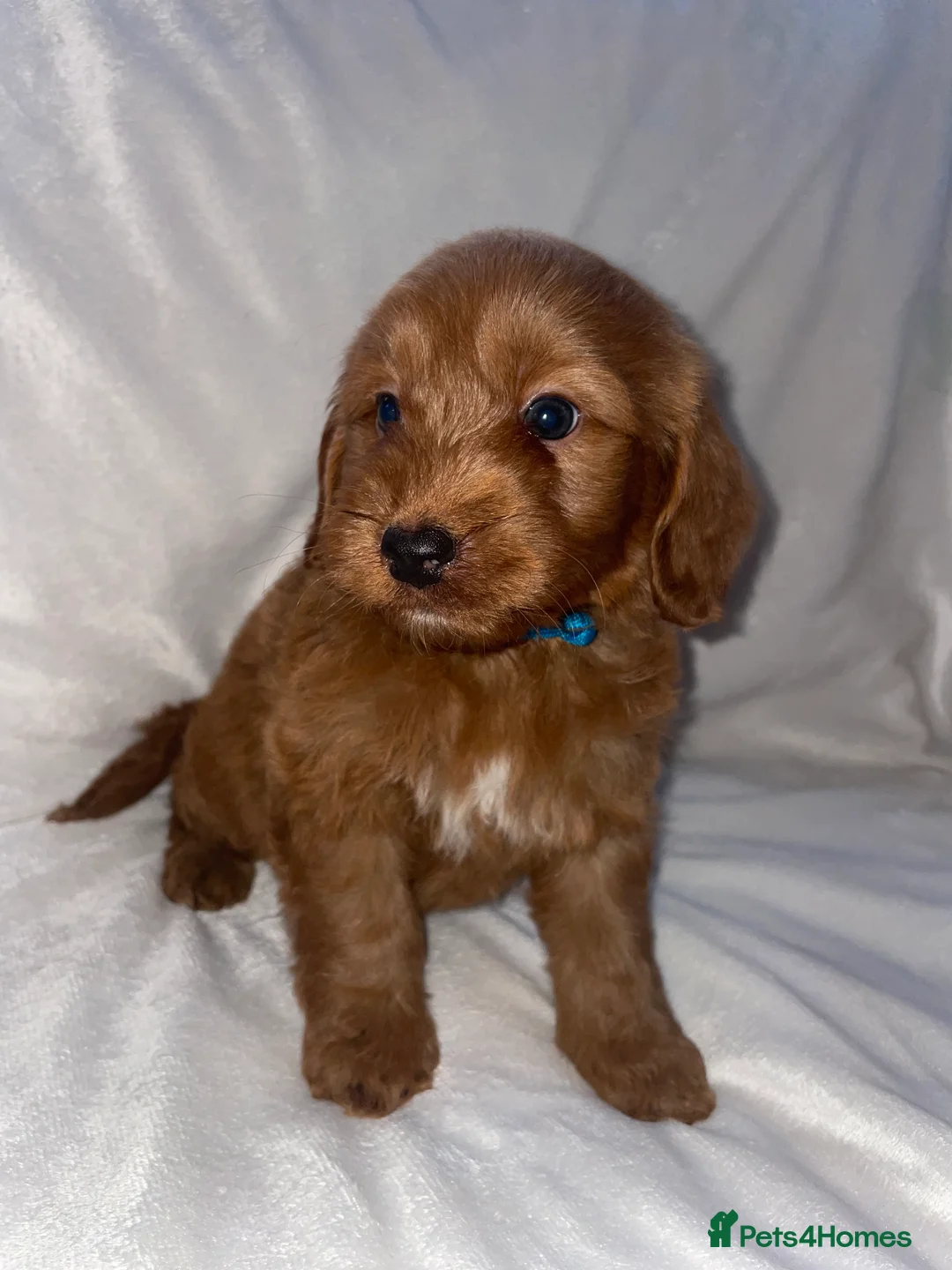 Cockapoo dogs for sale: REDUCED! Beautiful F2 Cockapoo Puppies - Advert 2