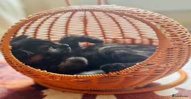 Scottish Fold cats - Advert 2