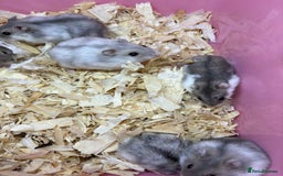 Hamster rodents for sale: Cute, friendly dwarf hamsters  - Image 8