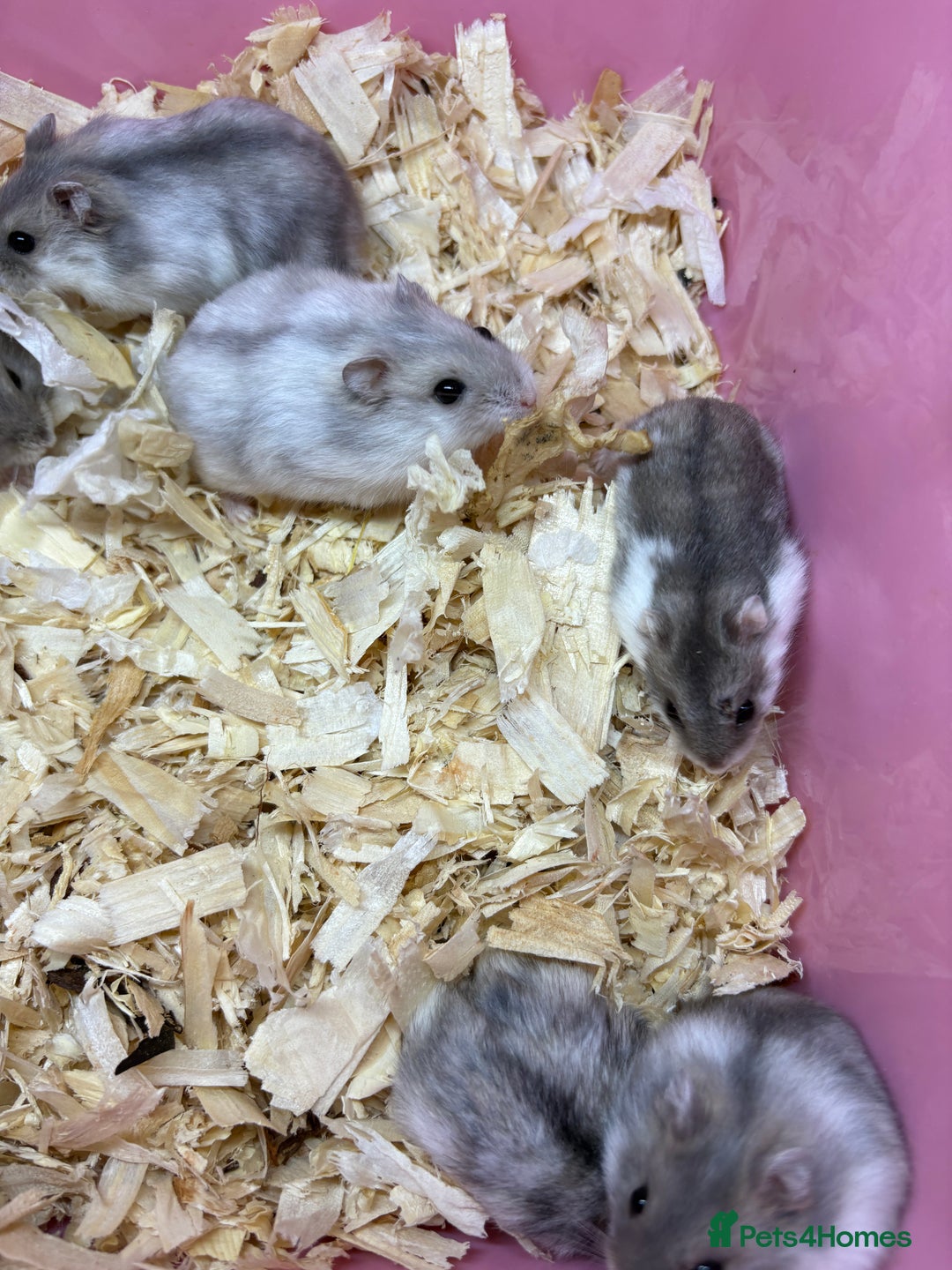 Hamster rodents for sale: Cute, friendly dwarf hamsters  - Image 8