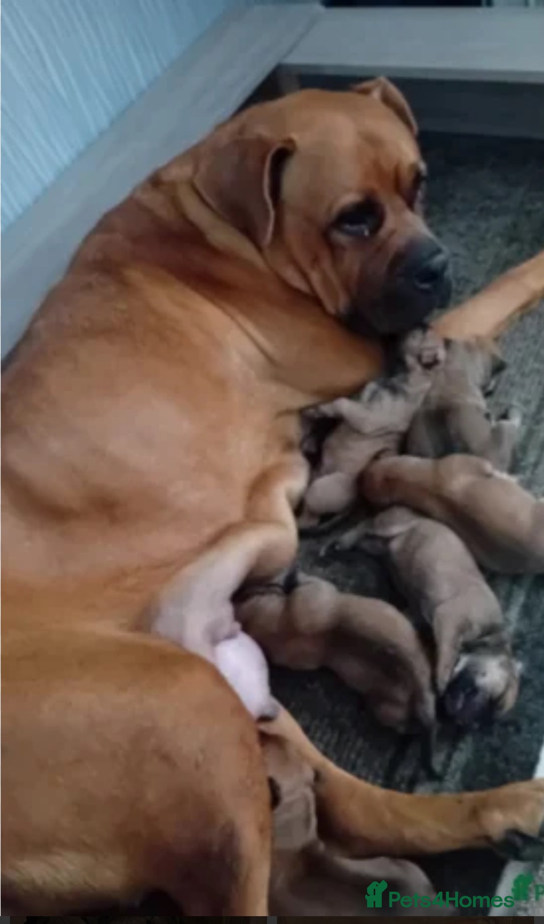 Bullmastiff dogs for sale: Beautiful male full bullmastiff pup  - Image 4