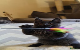 Maine Coon cats for sale: 25% OFF PURE MAINE COONS FROM CHAMPION BLOODLINE! - Image 33