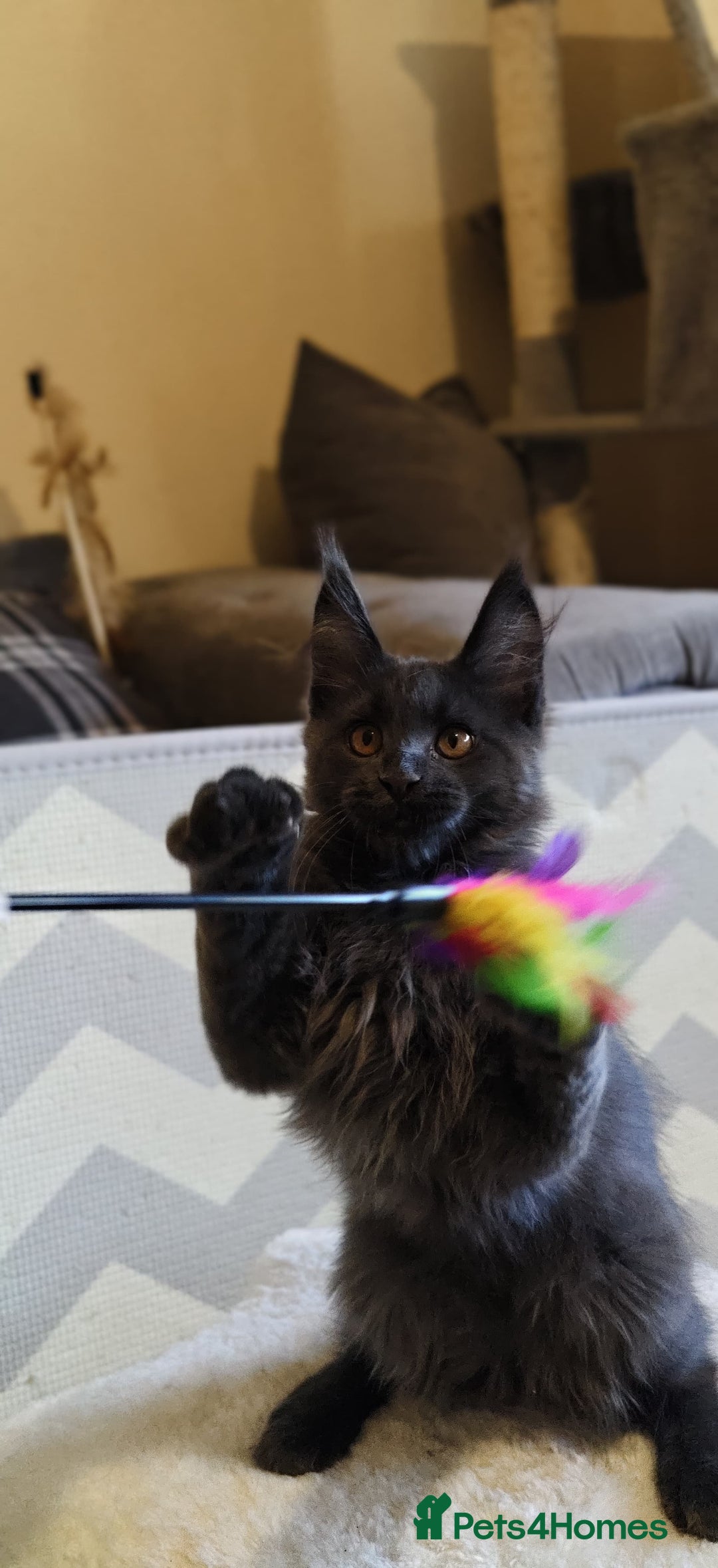 Maine Coon cats for sale: 25% OFF PURE MAINE COONS FROM CHAMPION BLOODLINE! - Image 33