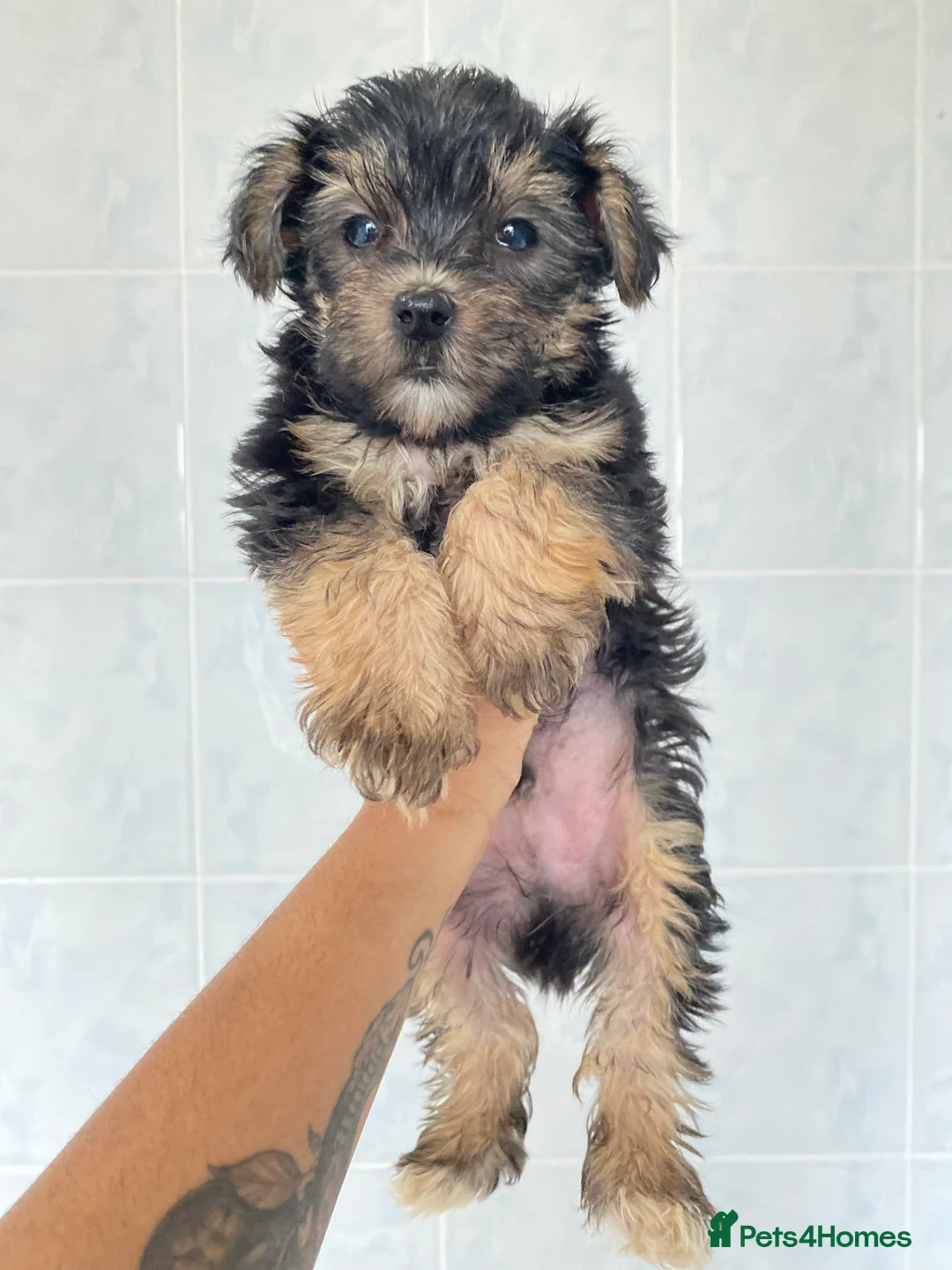 Chinese Crested dogs for sale: 💙💖Stunning Chinese crested ready now💖💙 - Advert 4