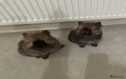 Pomeranian dogs for sale: Small Pomeranian puppies  - Advert 8