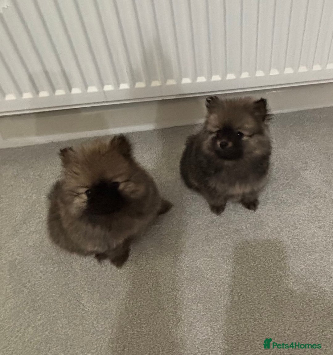 Pomeranian dogs for sale: Small Pomeranian puppies  - Advert 8