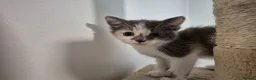 Mixed Breed cats for sale: Blue Female Tortoiseshell Kitten in Bedford - Advert 5