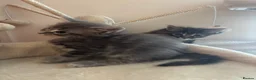 British Shorthair cats for sale: 3 male shorthair/long hair British kittens in Bristol - Advert 2