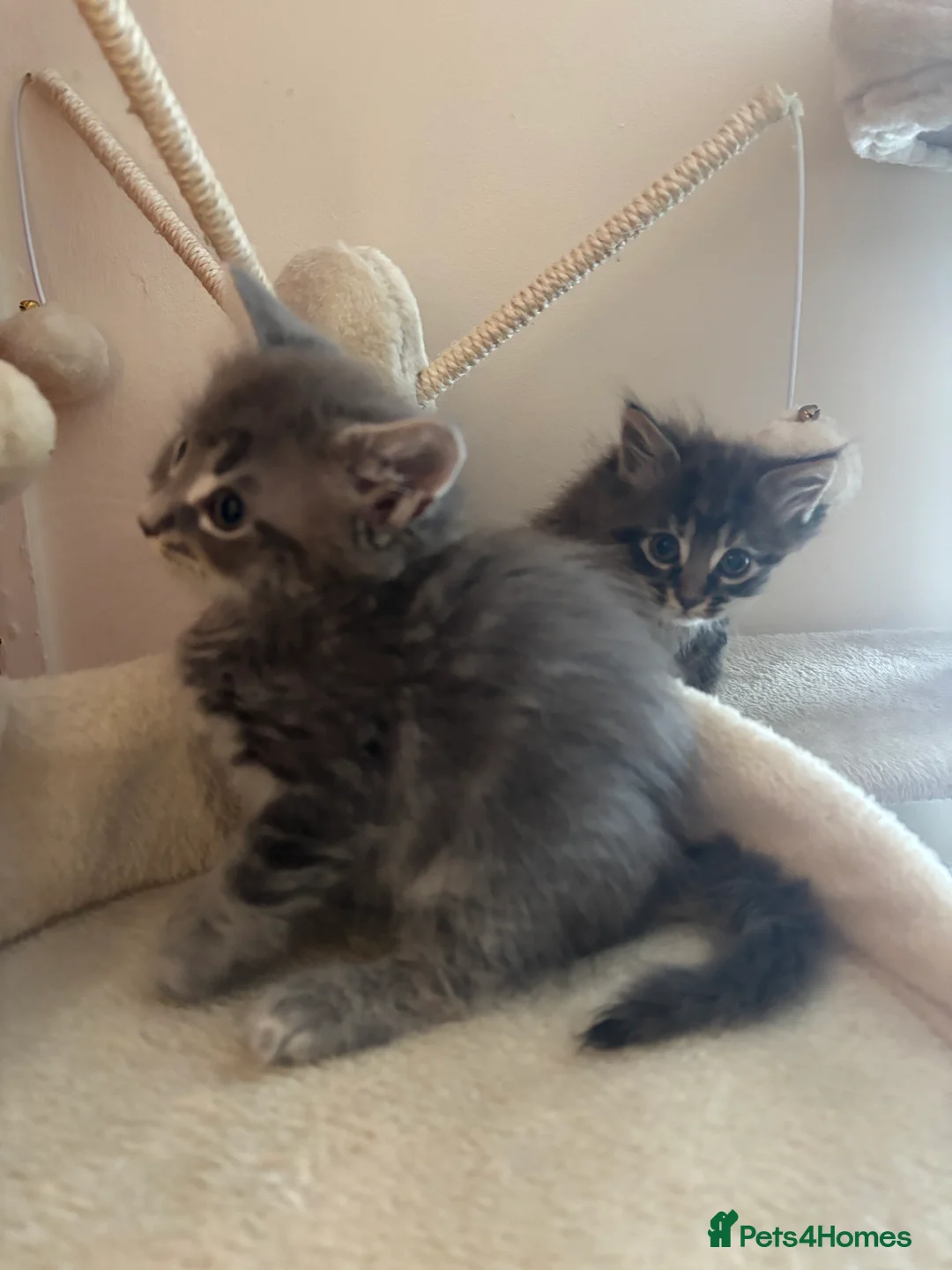 British Shorthair cats for sale: 3 male shorthair/long hair British kittens in Bristol - Advert 2