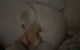 Bichon Frise dogs for sale: Puppy for sale - Image 4