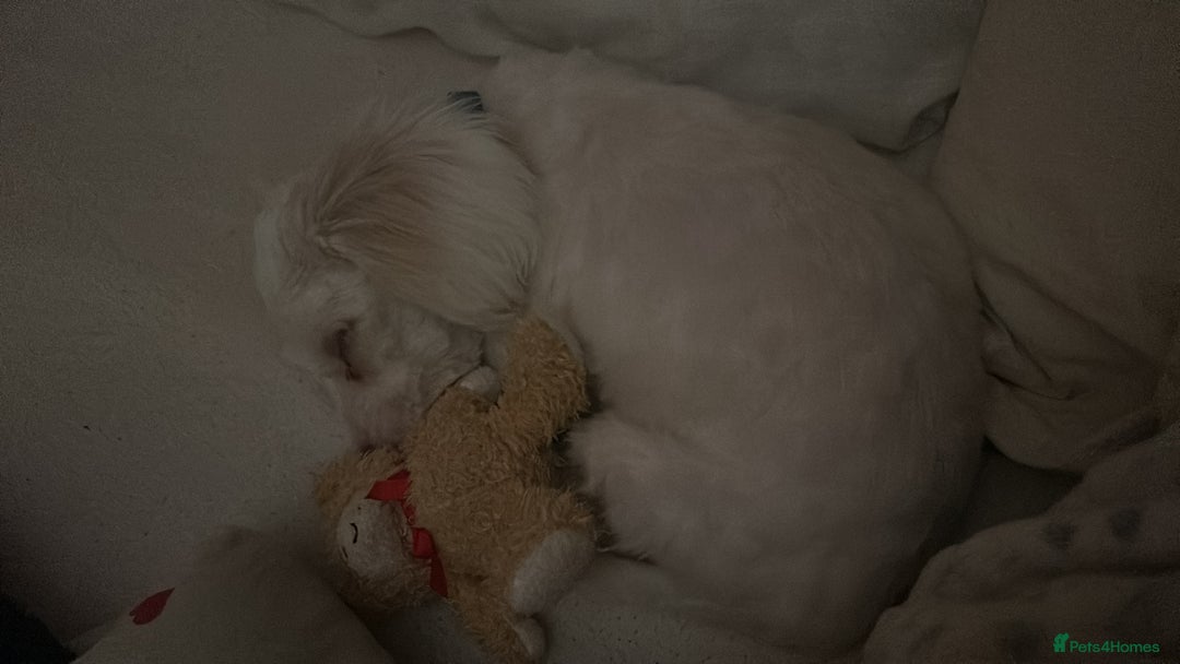 Bichon Frise dogs for sale: Puppy for sale - Image 4