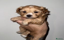 Maltipoo dogs for sale: Stunning Maltipoo Girl Available  - Advert 1