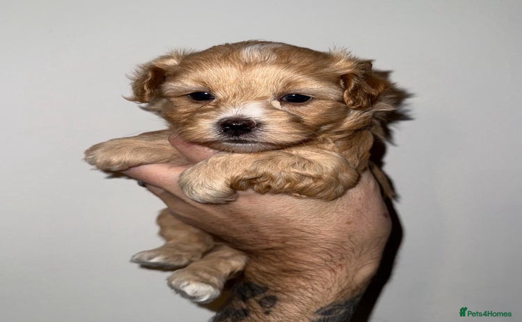 Maltipoo dogs Stunning Maltipoo Girl Available  - Advert 1