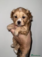 Maltipoo dogs 🩷🩵Stunning Toy Maltipoo Girl Available🩵🩷 - Advert 16