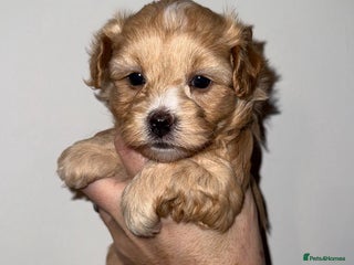 Maltipoo dogs Stunning Maltipoo Girl Available - Advert 1