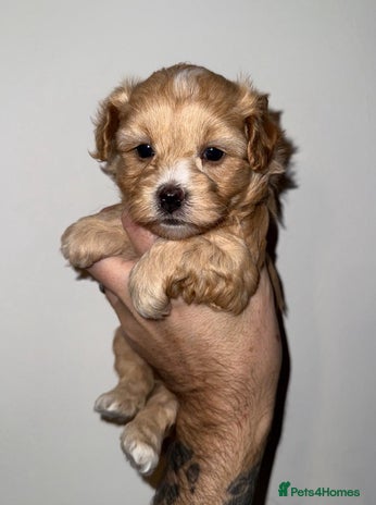 Maltipoo dogs Stunning Maltipoo Girl Available - Advert 1