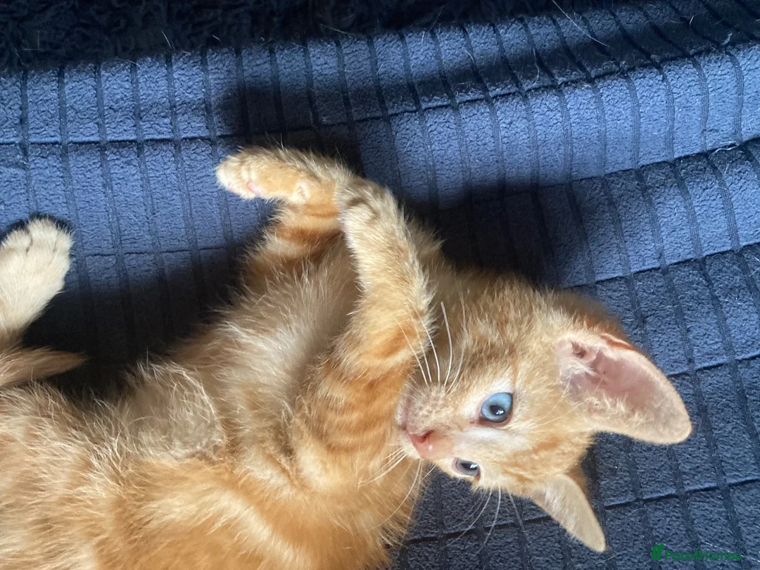 Mixed Breed cats for sale: 2 Gorgeous ginger Kittens - Advert 10