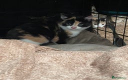 British Shorthair cats for sale: Gorgeous female kittens ready now - Image 8