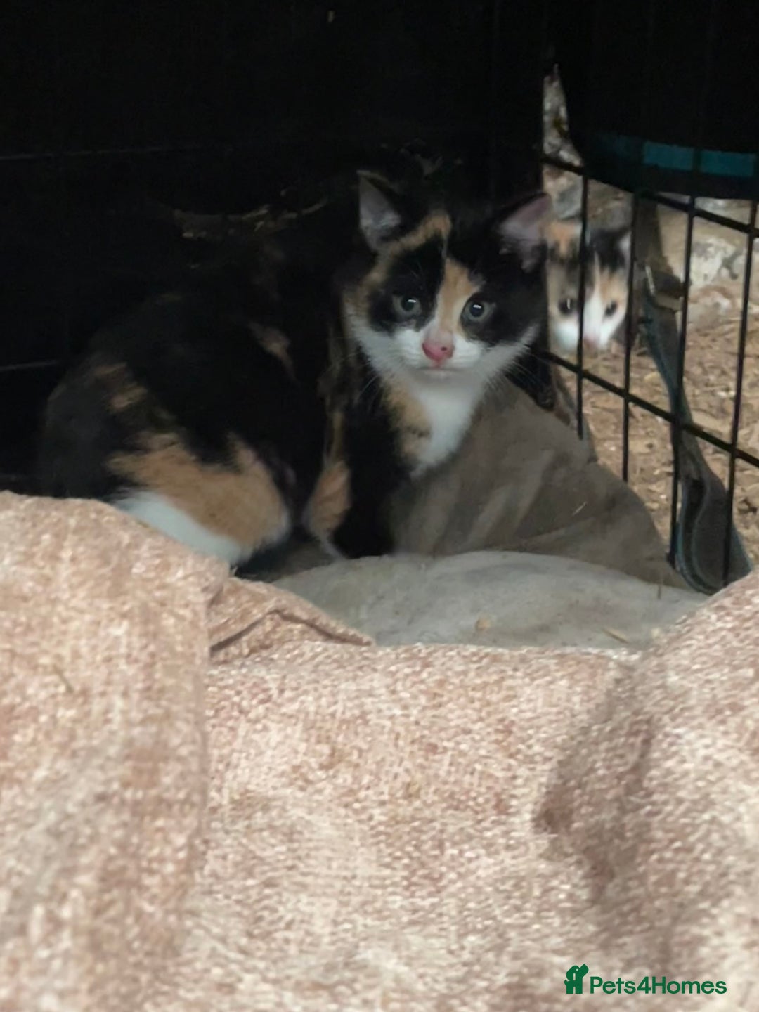 British Shorthair cats for sale: Gorgeous female kittens ready now - Image 8