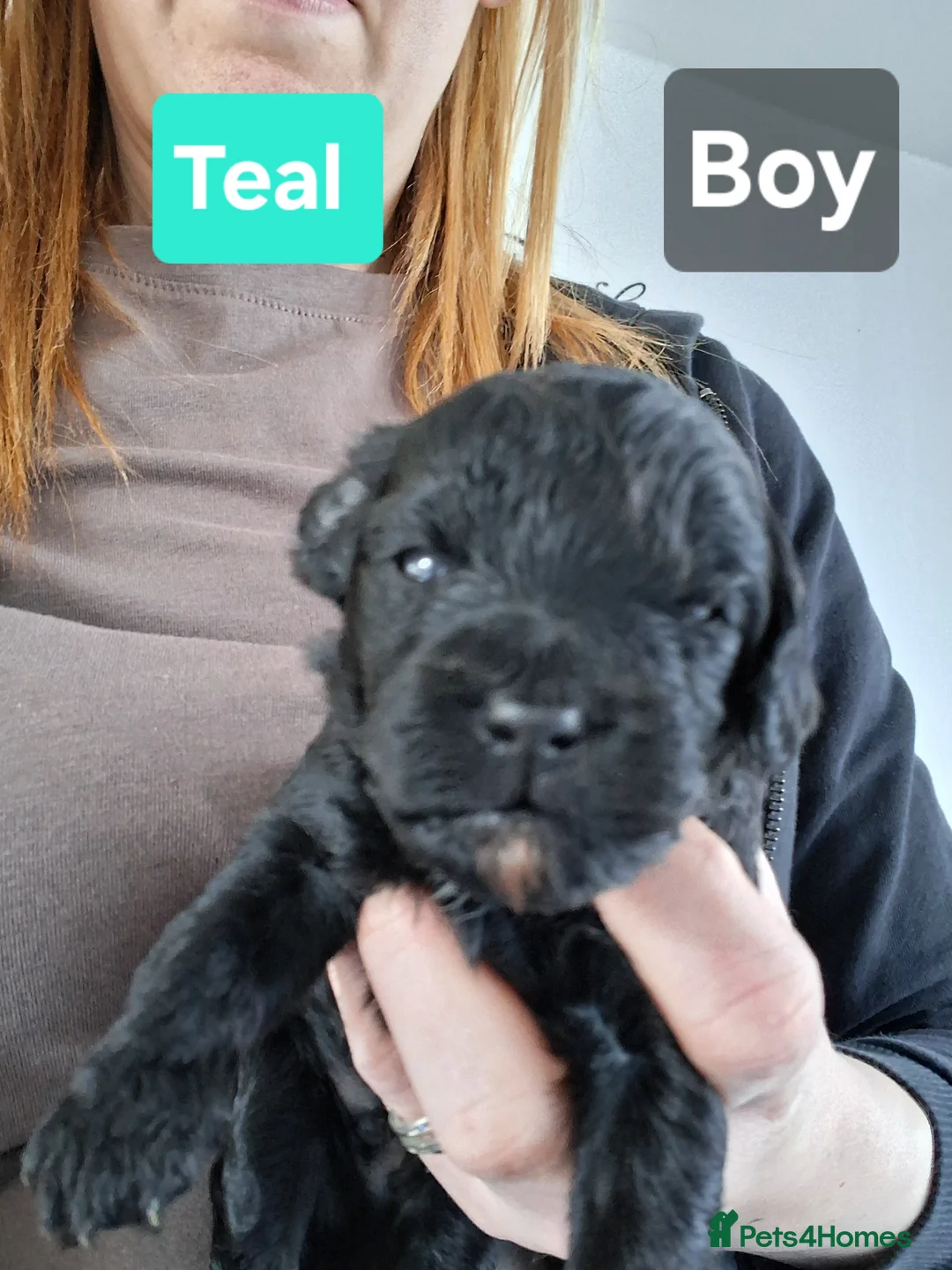 Cockapoo dogs for sale: Cockapoos available  in Wigan - Advert 3