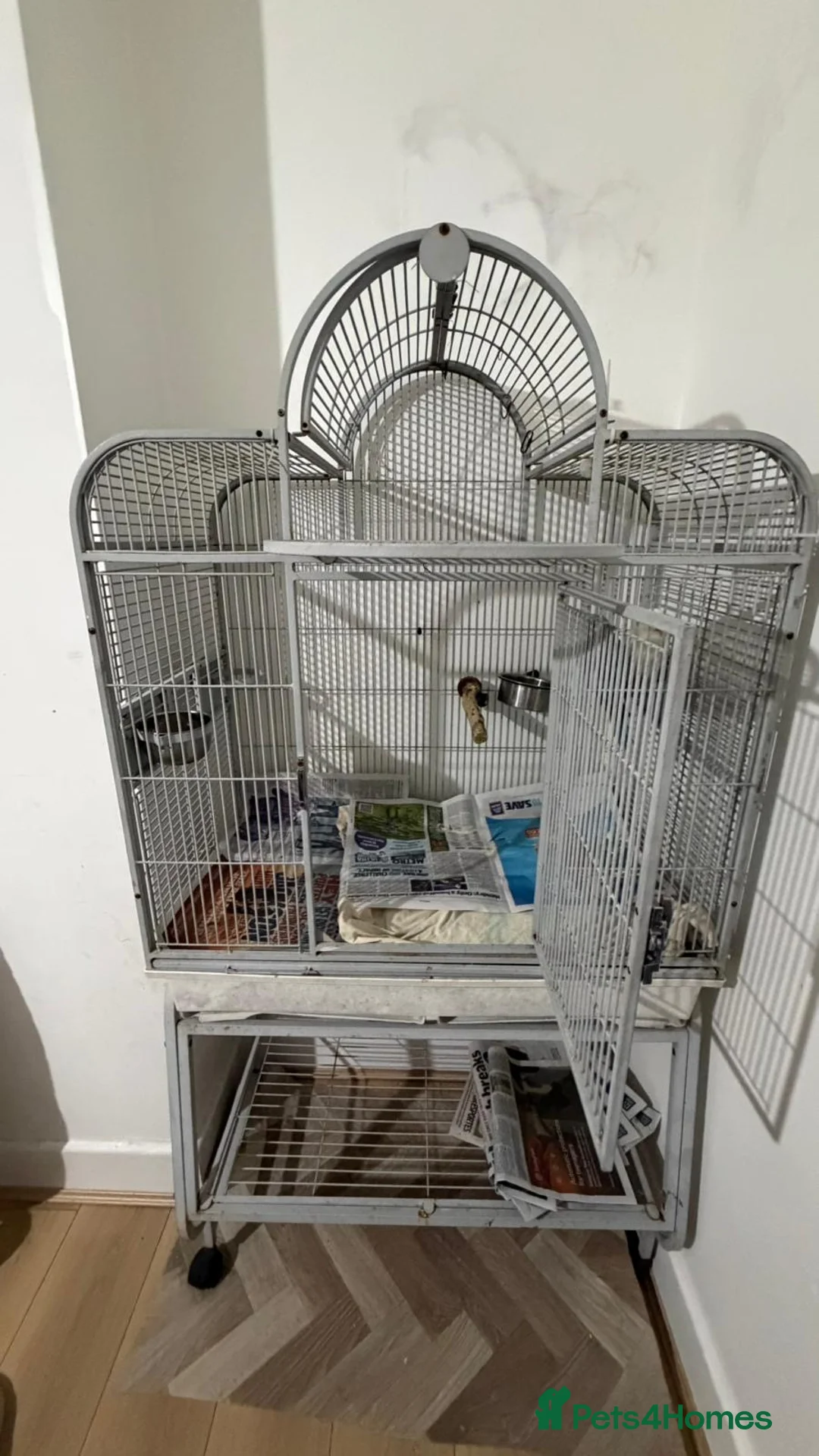 Parrots birds for sale: Ring neck  in Leicester - Advert 2