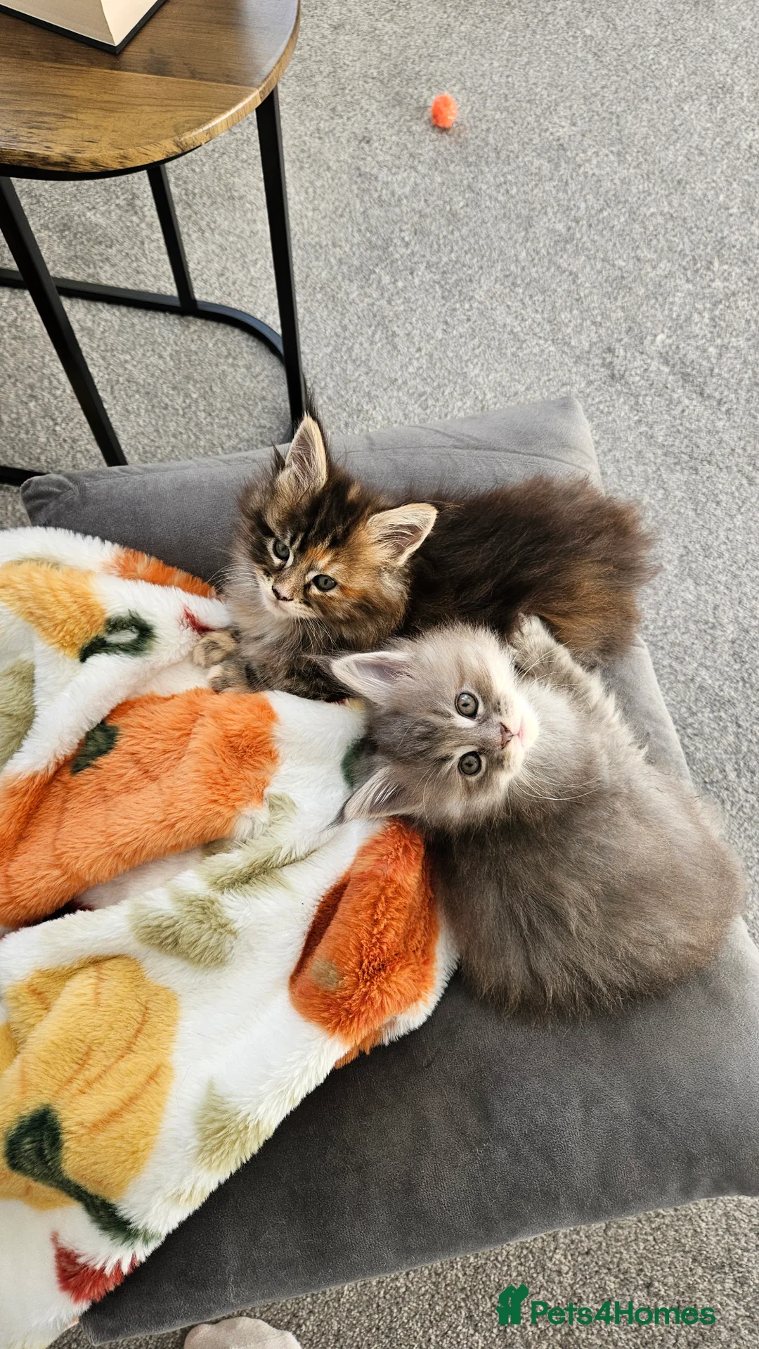 Maine Coon cats for sale: Adorable Main coon kittens - Advert 15