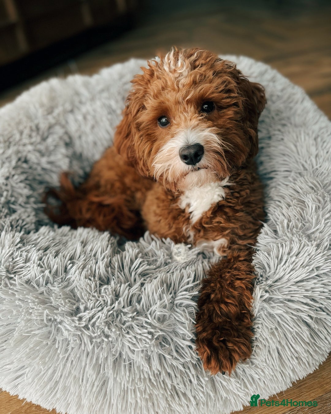 Aussiedoodle dogs for sale: Adorable Aussiedoodle Puppy Lottie for Adoption - Image 2