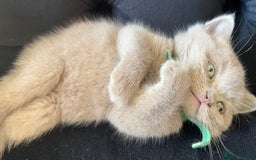 Scottish Fold cats for sale: Beautiful lilac Scottishfold straight ear kittens  - Image 22